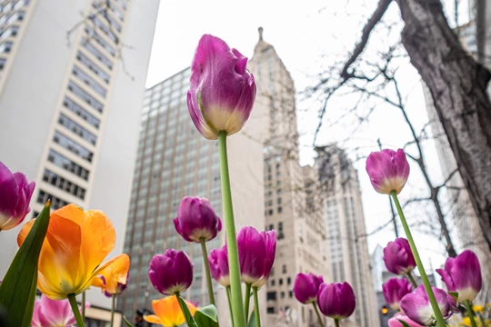Sophy Hotel Chicago In Spring