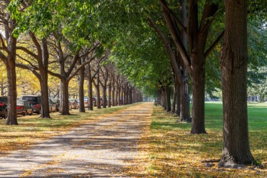 Midway Plaisance