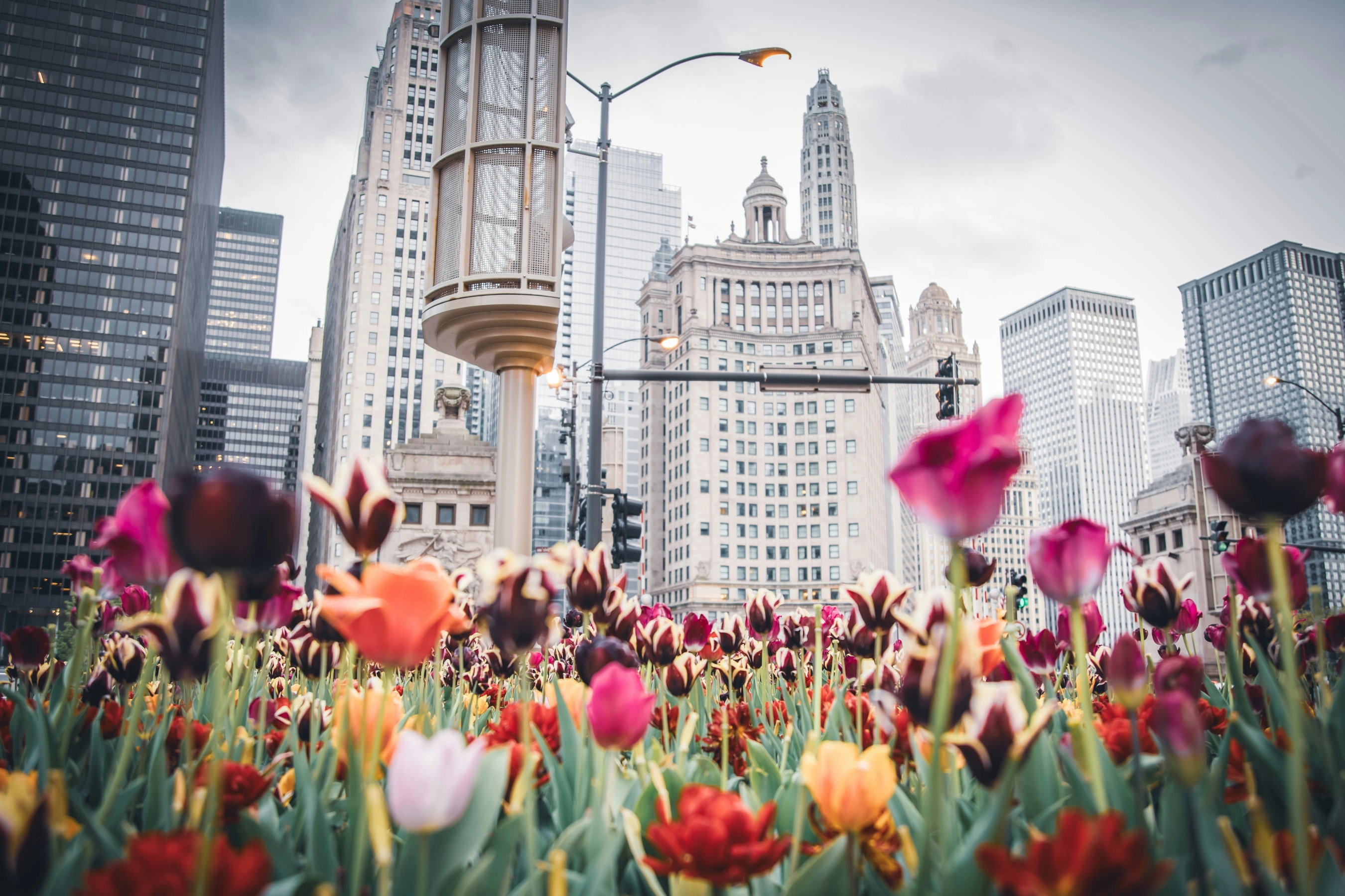 Flowers Overlooking City